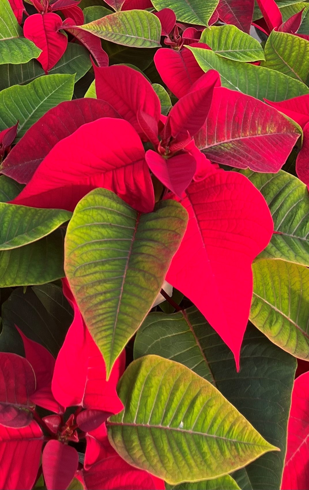 primo piano stelle ok